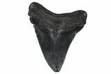 Fossil Megalodon Tooth - South Carolina #374790-1